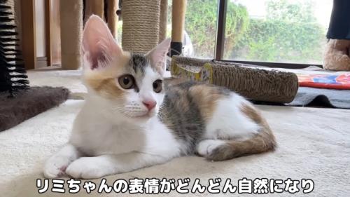 遠くを見ている子猫