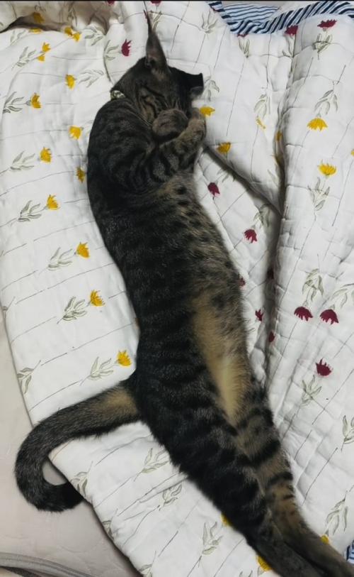 布団の上で伸びるキジトラ猫