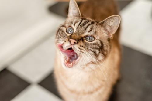 食後の猫