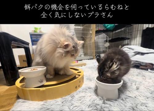 子猫のごはんを見る猫