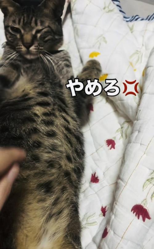 お腹をつつかれて怒るキジトラ猫