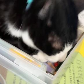 文房具入れを見つけた猫、じっと中を見つめると…『まさかの行動』に「入れるはずって思ってるw」「さすがに無理w」と14万再生