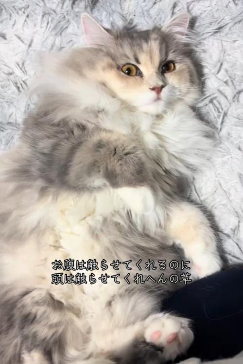 仰向けの猫