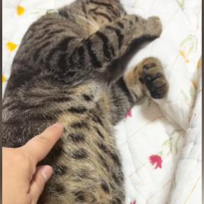 布団の上で熟睡していた猫→お腹をちょんちょんと触ってみた結果…可愛すぎる反応に1万いいね「何かしたくなるのわかるw」「たまらん」