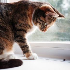 猫が誤って食べると『危ない虫』3選 どんなリスクがあるの?トラブルを防ぐ対策方法まで