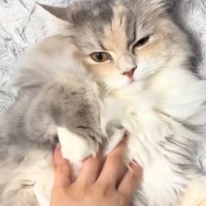 お腹は撫でさせてくれる猫…頭に手を伸ばした瞬間の『まさかの仕草』に癒されると反響「拒否の仕方が可愛すぎるw」「珍しいw」