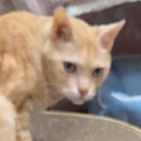 17歳の猫のためにハンモックを手作りした結果…素敵なデザインと『ほっこりする展開』に「すごく欲しい」「めっちゃ可愛い」と30万再生