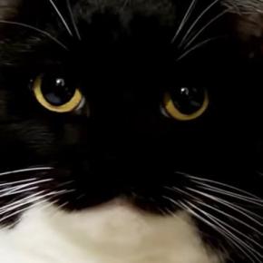 ごはんに夢中な猫→食べ終わると、トンネルの中に移動して…可愛すぎる『ルーティン』に「すごく抱きしめたい」「めっちゃ賢いな」と反響