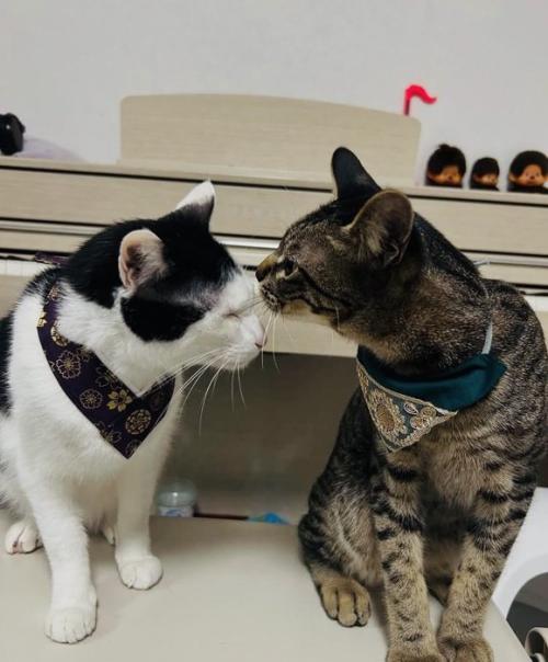白黒猫の顔を匂うキジトラ猫