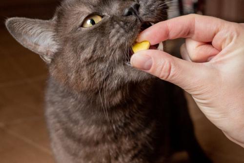 錠剤を飲む猫