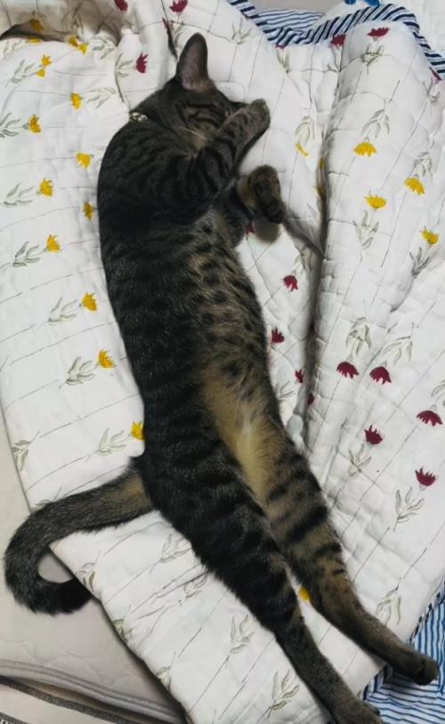 布団の上で眠るキジトラ猫