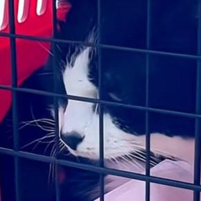先輩猫が病院に行く日→『自分も連れて行かれる』と思った猫が…まさかの行動に「隠れ方が可愛すぎる」「強い意志を感じるw」と13万再生