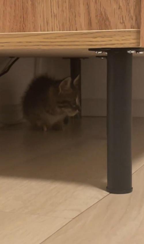棚の下に子猫
