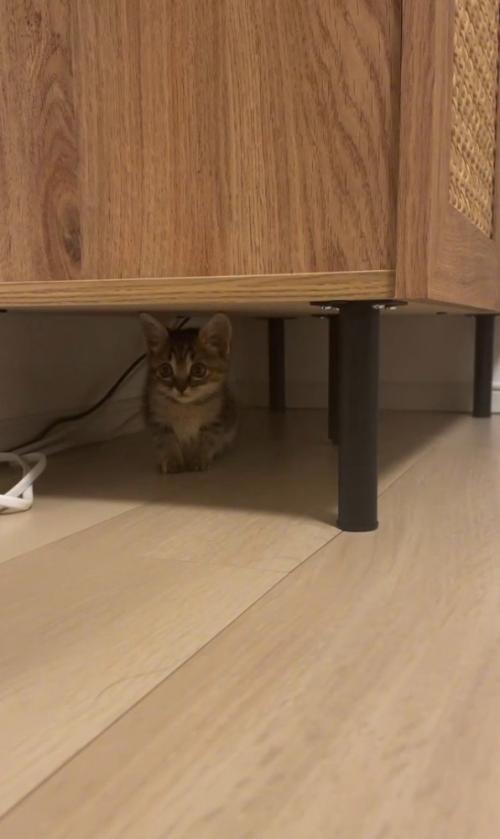 棚の下に子猫
