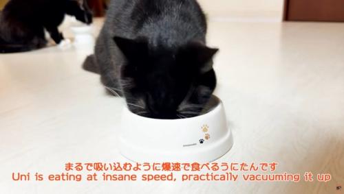 ご飯を食べる猫