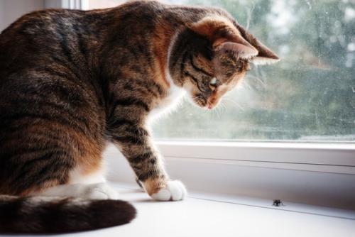 窓辺の虫を見ている猫