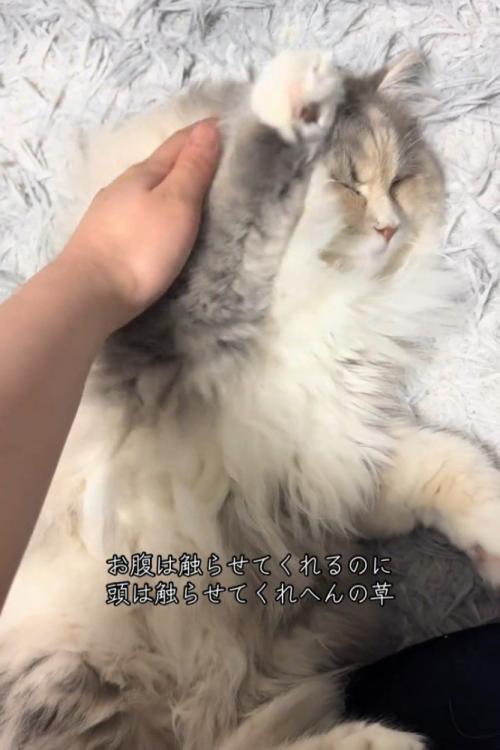 前足をあげる猫