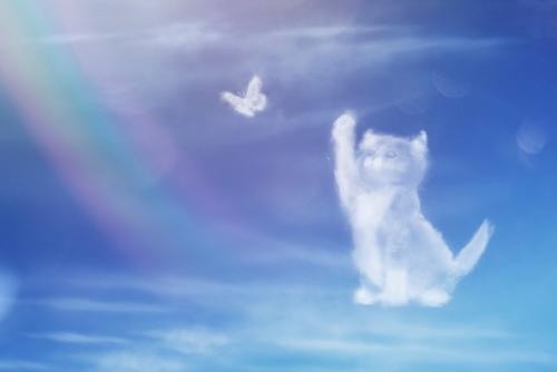 愛猫に似た雲