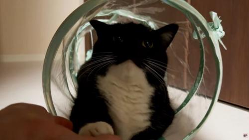 キャットトンネルでお手をする猫