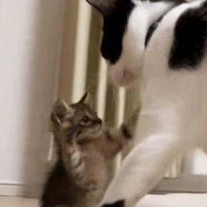 棚の下に身を潜める子猫→近くにいた『先輩猫』に突進した結果…ほっこりする『やり取り』に「舐められっぱなし」「先輩は偉大でした」の声