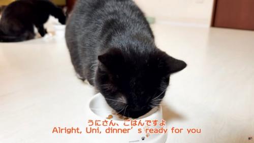 ご飯を食べる猫