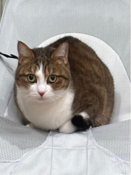 バウンサーに座る猫