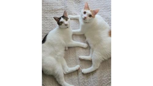 室内にいる猫