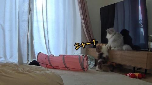 シャー!