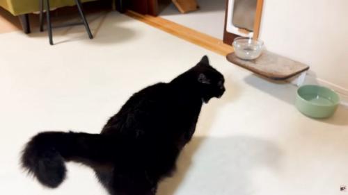 部屋の中を歩く猫
