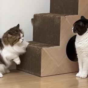 久しぶりに知人宅の猫を預かったら、家の猫と仲良くなって…微笑ましい光景に反響「仲良くなれてよかったね」「甘え方が独特で可愛い」