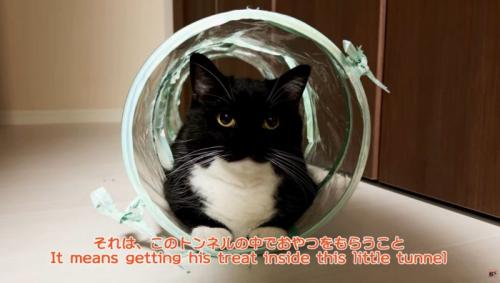 キャットトンネルに入っている猫