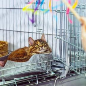 新しく迎えた猫に『先代猫のアイテム』は使用していいの?使い回しの判断基準や引き継ぐときのポイントまで
