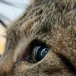 『めっちゃ特徴的な顔、絶対に人気出る』と言われた猫→SNSに投稿してみたら…「ハンサムすぎる」「加工しているのかと思ったw」と大反響