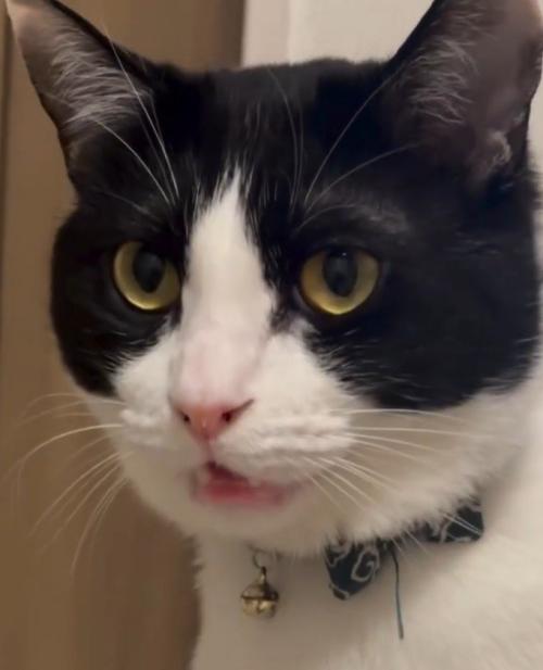 白黒猫のアップ