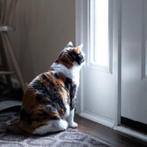 猫が『ドアの前』で待機しているときの心理5つ 出待ちをする目的とは?上手な対処法までご紹介