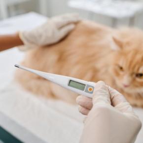 愛猫の緊急事態のために調べておきたい『健康データ』3選 異変があるときに表れるサインも解説