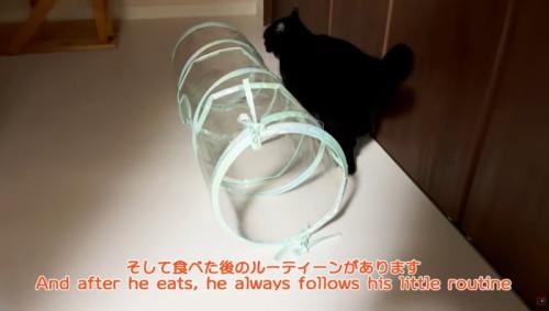 部屋の中を歩く猫
