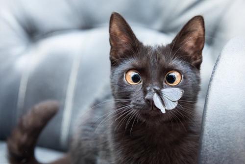 鼻に蝶がとまっている猫
