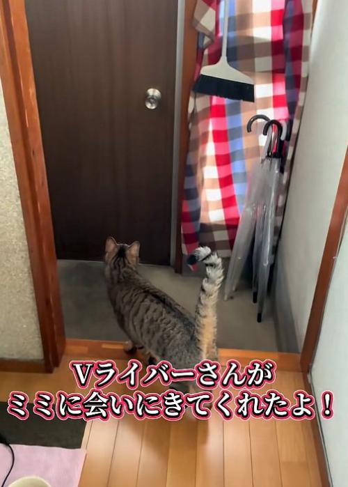 待機する猫