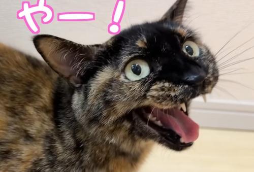 鳴く猫(やー!)