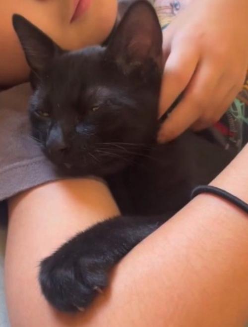 女の子にアゴを撫でられて目を細める黒猫
