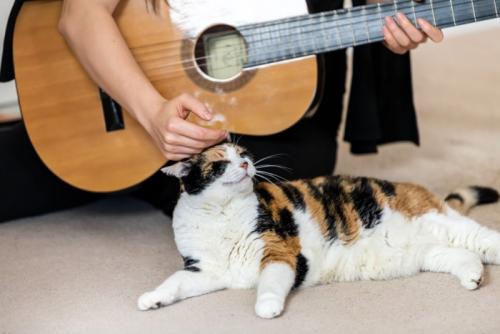 ギターを持つ人に撫でられる猫