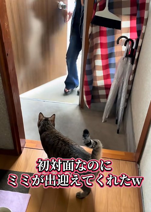 迎える猫