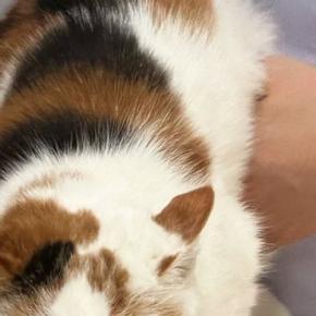 動物病院の診察台の上にいる三毛猫→顔を見たら…とんでもない『表情』に「末代まで呪われそうｗ」「ほんと顔に出るよねｗ」と13万表示