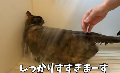 お風呂場で洗われる猫(しっかりすすぎまーす)