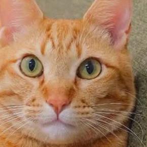 ソファに座っていた茶トラ猫→足を見ると…思わず二度見する『まさかの光景』に1万いいね「立体交差手んｗ」「なんか多い気がするｗ」