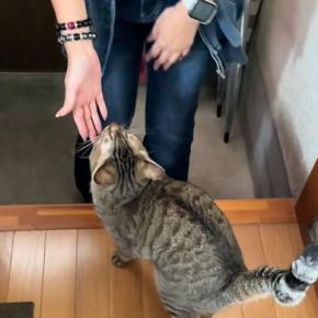 初対面のお客さんが家に来たら、猫が…信じられないほどの『熱烈歓迎』が11万再生「お出迎えスタイルが可愛いｗ」「抱きしめたい」