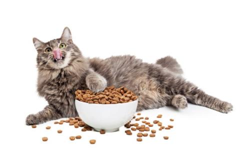 フードを食べる猫