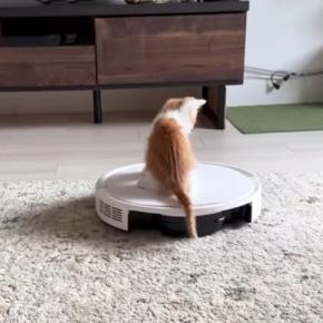最初はロボット掃除機が怖かった子猫→乗れるようになって…成長した現在の『まさかの光景』が222万再生「おもろすぎるｗ」「おっさんｗ」