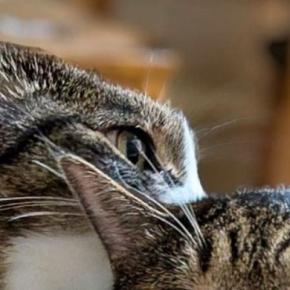 お姉ちゃん猫がいるバスケットの中に『一緒に入ってみた妹猫』→表情が変化して…まさかの光景に「思ったより困ってたw」「心拍数MAX」